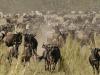 Africa Nature Animals (36)